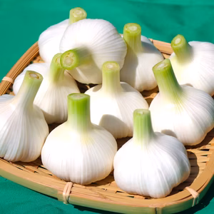 【4月下旬】今だけ！新にんにく生にんにくL(直径6-7cm)農薬化学肥料不使用