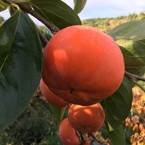 奈良の富有柿！！(冷蔵柿)３Ｌサイズ１２玉入り