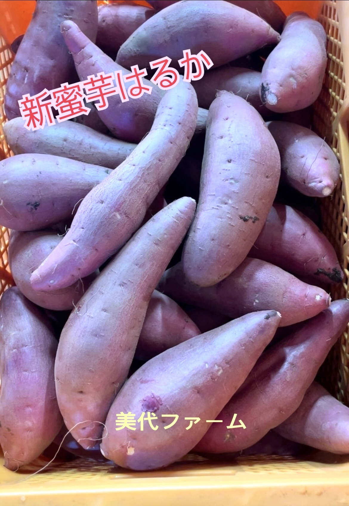 体験商品】】紅はるかA品3kg千葉県産農家直(S・M混合)｜さつまいもの