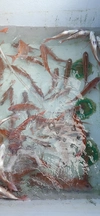お刺身鮮度の冷凍真鯛(500g×2パック)旬の味をギュッと凝縮！【天然モノ】