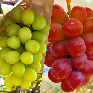 シャイン品種2房 シャインマスカット+スカーレット