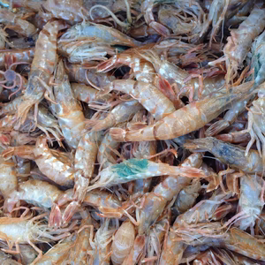 日本海沿岸でしか獲れない「幻の」ガサエビ