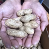 堺産おおまさり生落花生