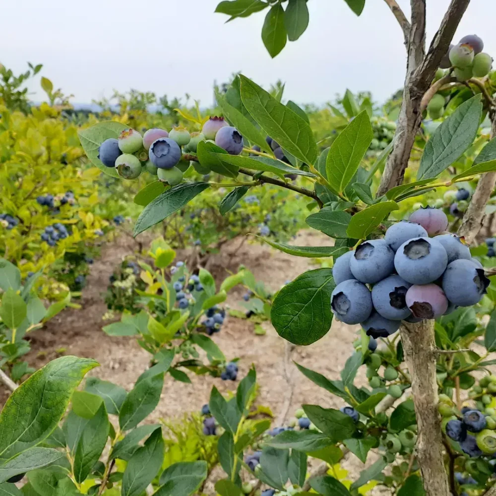 【群馬県特別栽培農産物】冷凍ブルーベリー 1kg
