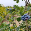 【群馬県特別栽培農産物】冷凍ブルーベリー 1kg