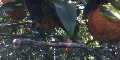 一瞬の気の迷いで「しらぬい」はほぼ全滅