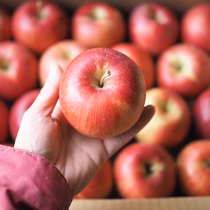 もーっと！【シナノスイート超小玉】特別栽培/ネオニコ不使用/減農薬