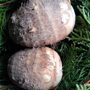 【農薬不使用】　里芋　旬の野菜のおまけ付き！