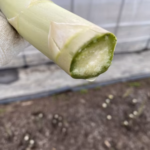 あすぱらたち(夏採り)