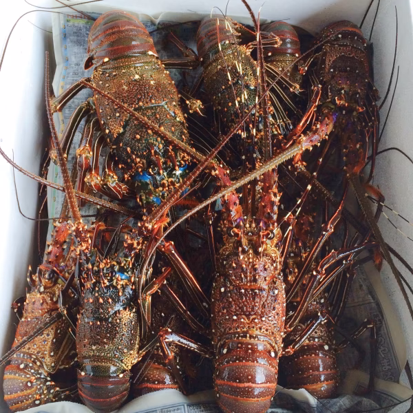 １.２キロ！美味！！【伊勢海老特大サイズ】