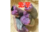 期間限定！スイーツや焼き芋にぴったり紫芋『福むらさき』 2024年新物を特別価格