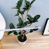 【在庫】　アポロゴム　ゴムノキ　7号　観葉植物　レア　室内　大型