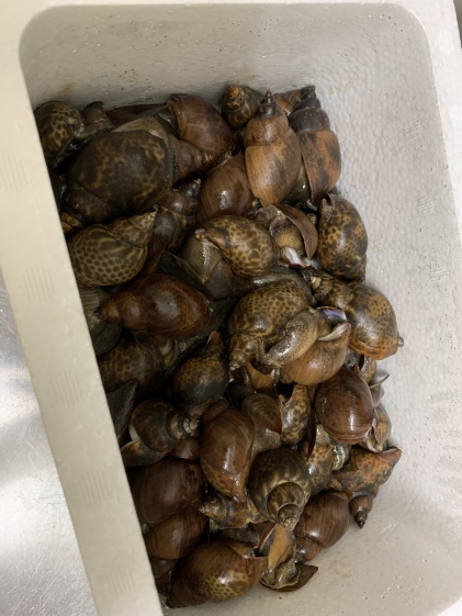 智丸の通販 坂本智彦さん 農家漁師から産地直送の通販 ポケットマルシェ