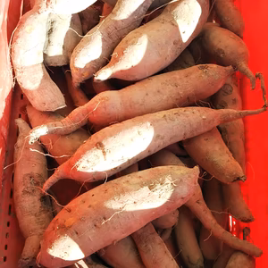 香川県産　安納芋 5kg さつまいも S~L サイズ