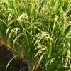 2019年10月収穫さんさい米（にこまる/新米）玄米/白米
