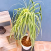 【在庫販売】　トックリラン　ノリナ　斑入り　トックリラン斑入り　観葉植物　ドライ