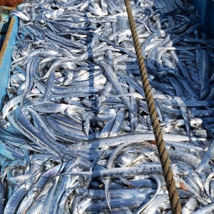 太刀魚⭐︎３本