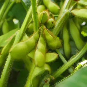 【今だけ旬】『ぽっけの黒枝豆』北海道自然栽培