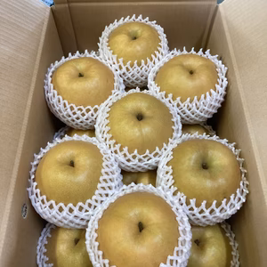 新高梨　完熟収穫　大箱12㌔入