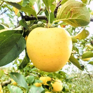 家庭用 シナノゴールド  約３ｋｇ