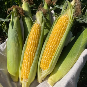 【樋沢ブランド／限定500本／平均糖度20】サニーショコラ ライラ・10本入