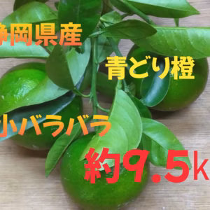 静岡県産　加工ポン酢用　橙　大小ラバラ　約9.5㎏