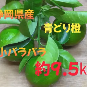 静岡県産　加工ポン酢用　橙　大小ラバラ　約9.5㎏