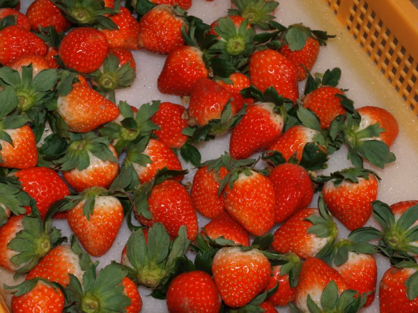 ☆今期出始め☆ 自宅の湧水で育てた熊紅(ゆうべに)500g