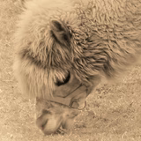 にゃんにゃんにゃんこ