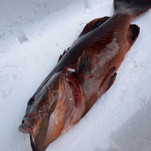 【捕獲動画あり】スジアラ（アカジン）1.1kg 鱗、内臓処理済