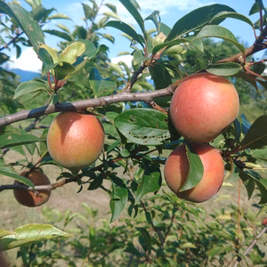 【真っ赤な梅】自然栽培の露茜