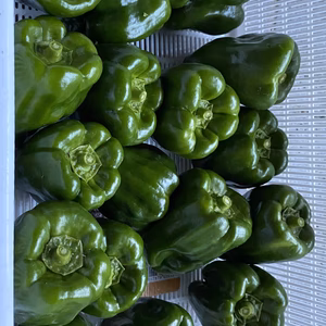 ピーマン 1kg  クール便