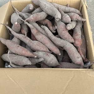 【規格外】フクムラサキ（紅芋）さつまいも　Sサイズ10kg【希少品種】