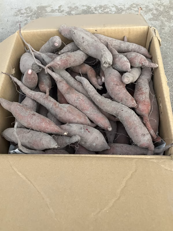 【規格外】フクムラサキ（紅芋）さつまいも　Sサイズ5kg【希少品種】