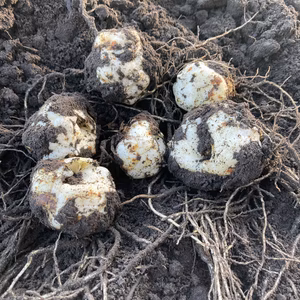 ホクホクでとっても甘いゆり根さん(月光)  肥料・農薬・たい肥不使用