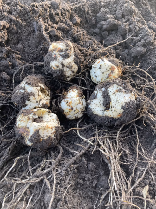 ホクホクでとっても甘いゆり根さん(月光)  肥料・農薬・たい肥不使用