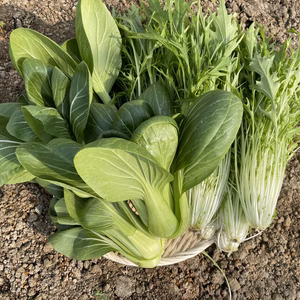 【朝採りでお届け！】シャキシャキ食感の水菜&チンゲン菜のセット 2kg