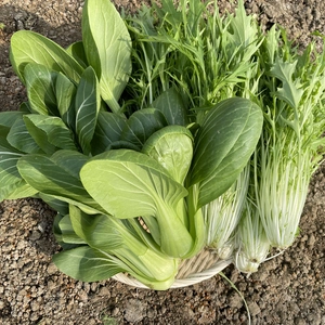 【朝採りでお届け！】シャキシャキ食感の水菜&チンゲン菜のセット 2kg