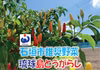 【琉球島とうがらし】石垣市農林水産部推奨・島野菜