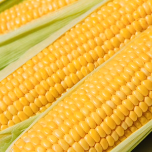 6月発送分【農家直送】甘さNo1‼️ トウモロコシ  味来(みらい)