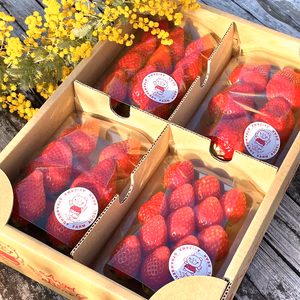 春の香り♡真っ赤な宝石「甘熟・濃厚とちおとめ」バラエティ4パック入