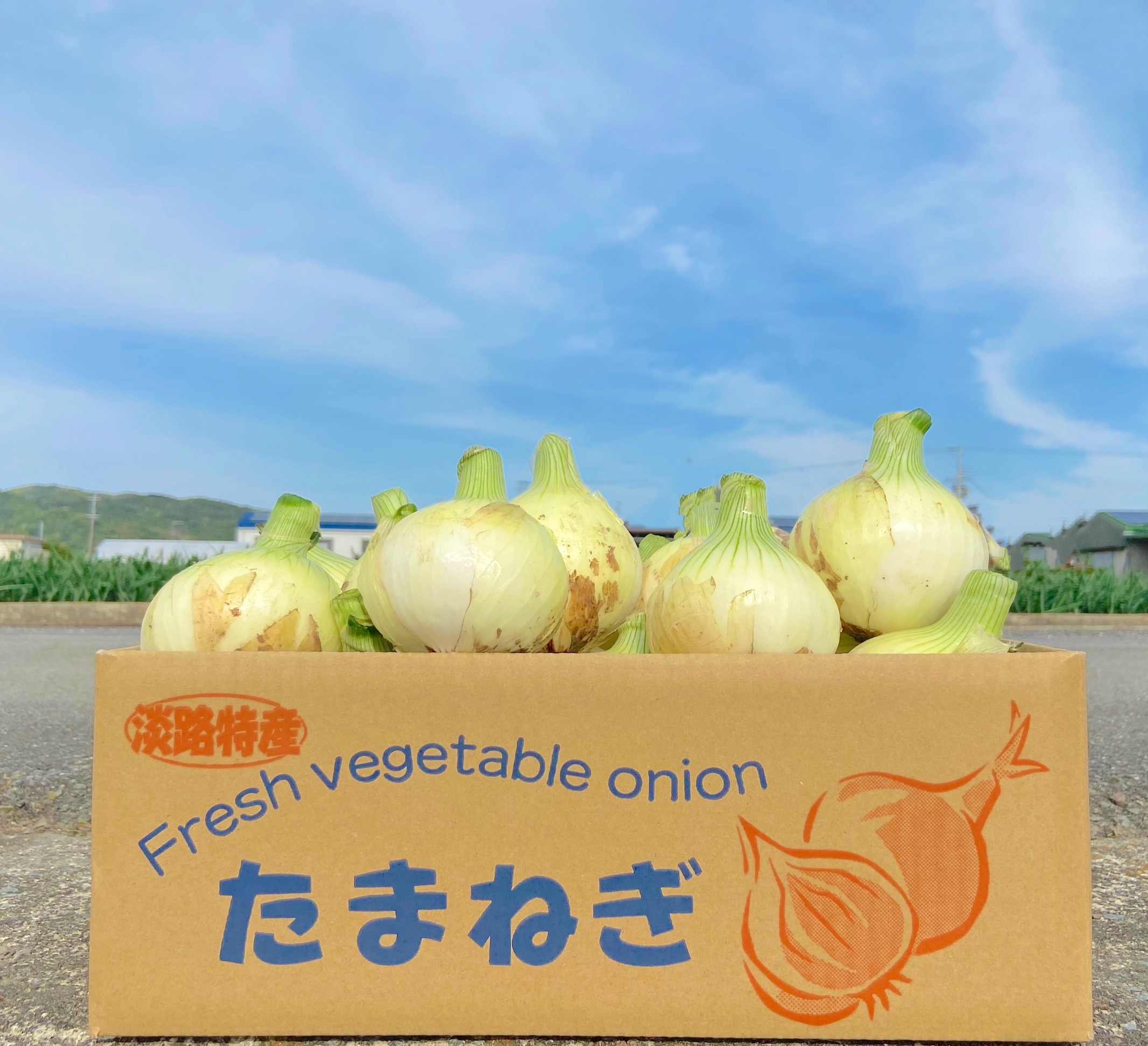 [淡路島産]地元農家でも評判のとっても甘くて美味しい新玉ねぎ七宝 3kg(約7個〜10個)