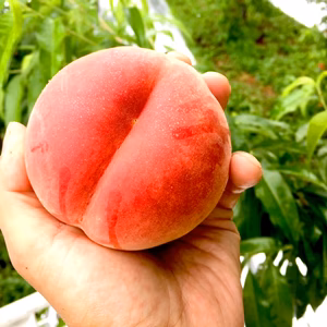 【ご家庭用】果汁溢れるジューシーであまい桃　あかつき