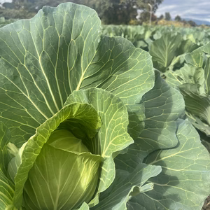 再販⭐︎ラスト在庫！「2024年野菜ソムリエサミット『金賞』受賞！「極キャベツ」