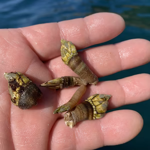 カメノテ　小サイズ