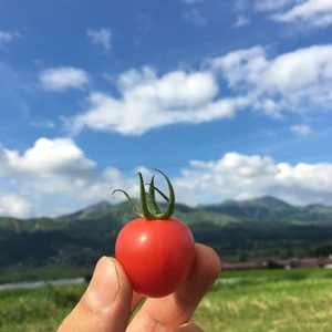 南阿蘇の天然水で育ったあそふるトマト