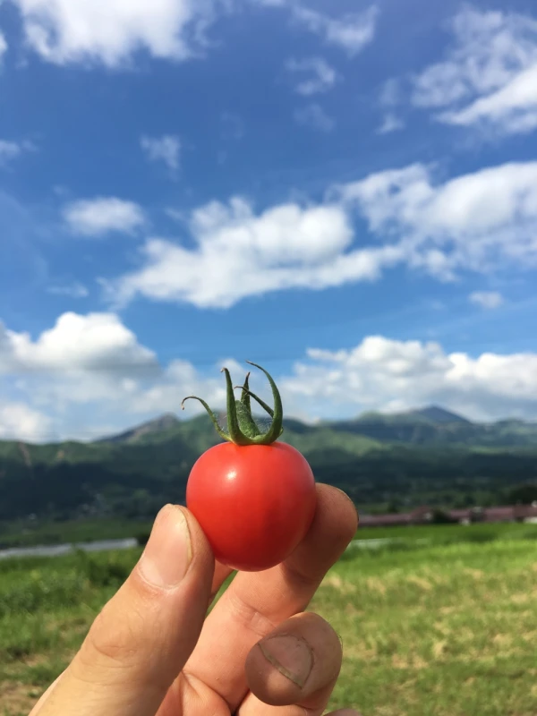 南阿蘇の天然水で育ったあそふるトマト