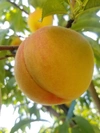 【BiancaFarm】フルーツ王国山形で育てた桃（つきあかり）