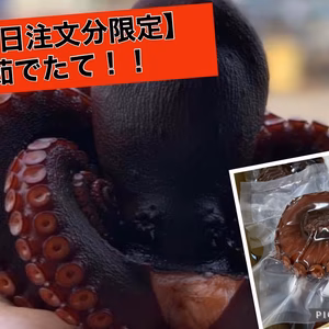 【今日と明日、注文限定！！】ゲリラ！茹でたて地タコ真空パック！