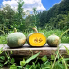 10kg【数量限定】自然栽培！固定種の農薬不使用の東京南瓜！野菜　無肥料かぼちゃ